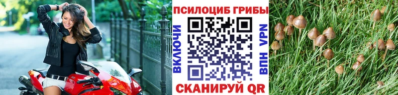darknet состав  Михайловка  Псилоцибиновые грибы MAGIC MUSHROOMS  MEGA зеркало 